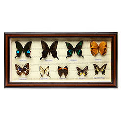 Картина метелика під склом 59*30 QW-7