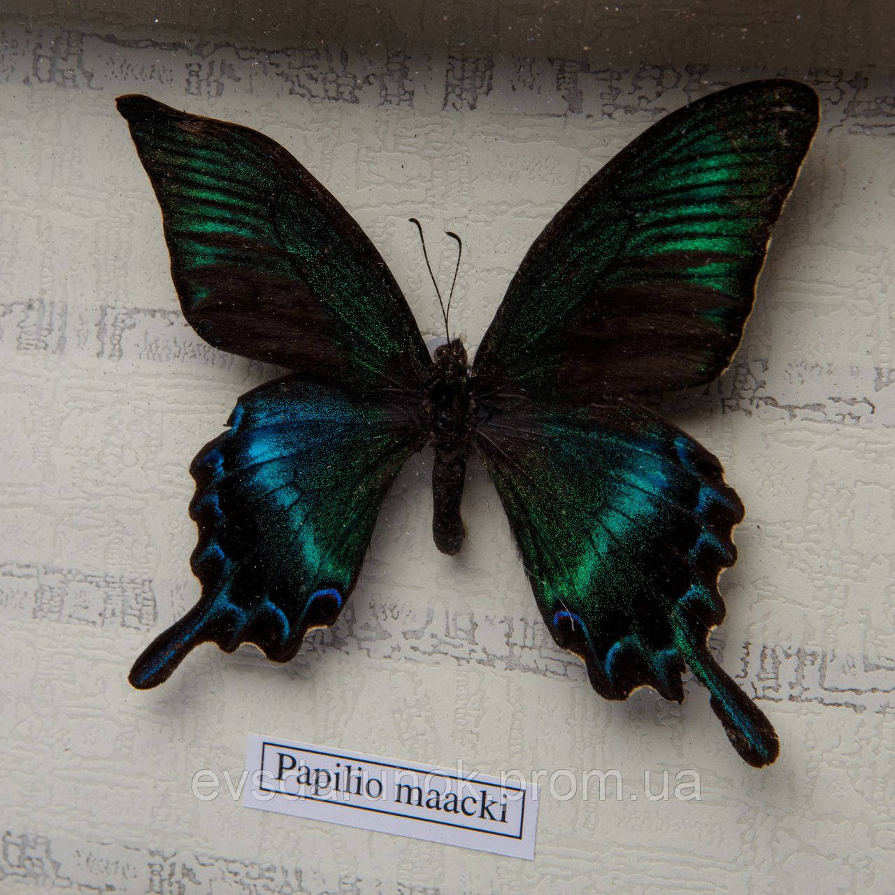 Картина бабочки под стеклом 59*30 QW-7 - фото 2 - id-p62381517