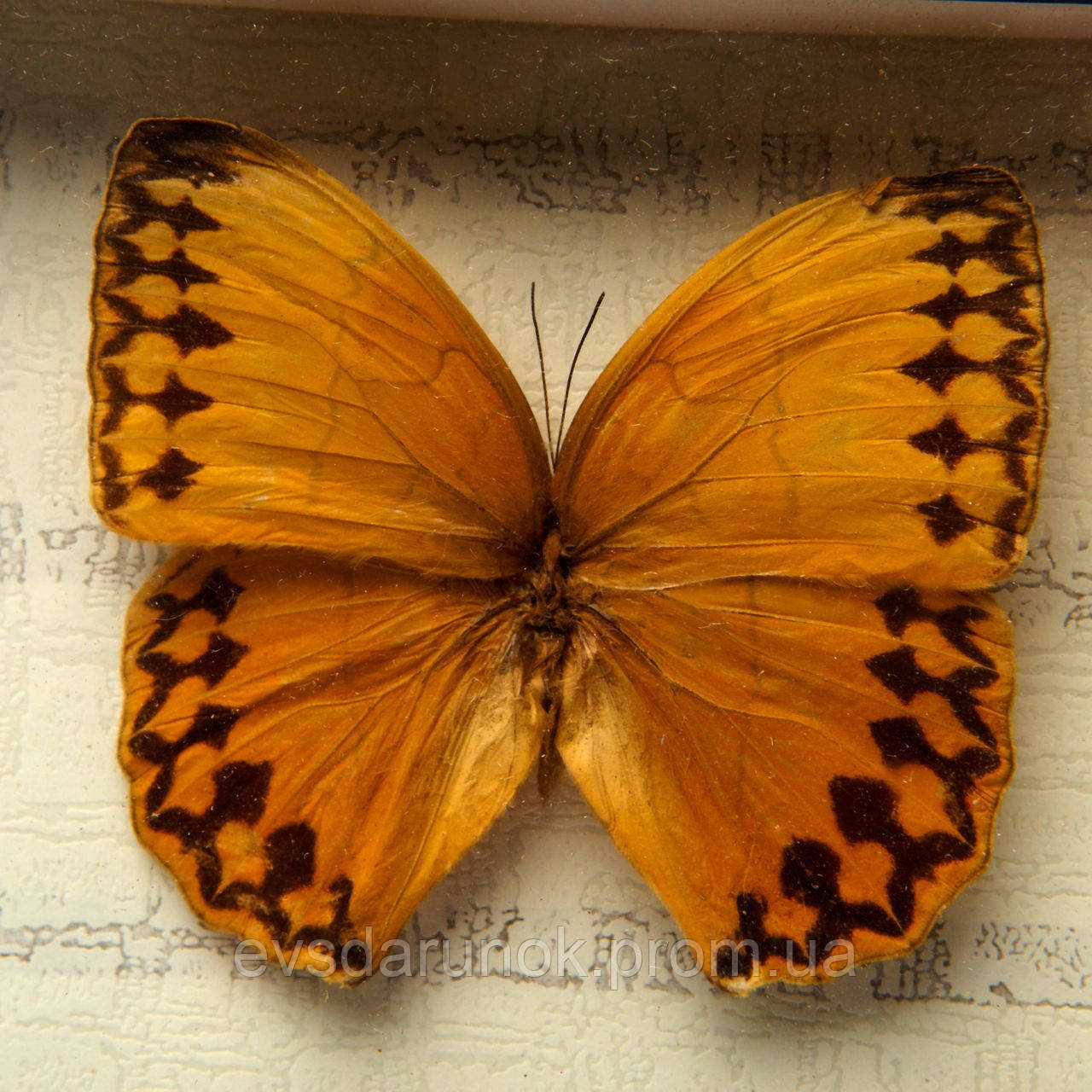 Картина бабочки под стеклом 59*30 QW-7 - фото 3 - id-p62381517