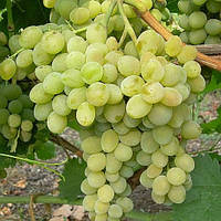 Вегетуючі Винограду Фрумоаса Албе (Біла красуня) - раннього терміну, транспортабельний, мускатний