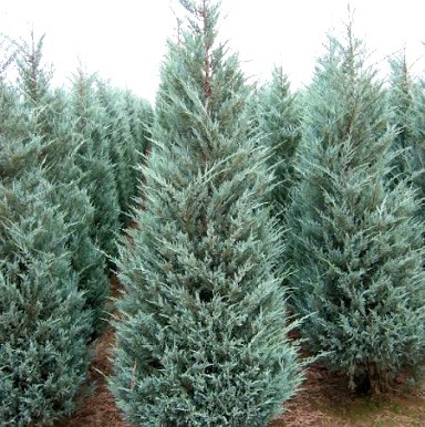 Саджанці Ялівцю скельного Мунглоу, 3-х річний (Juniperus scopulorum Moonglow) С1.5