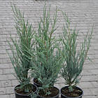 Саджанці Ялівцю скельного Мунглоу, 4-х річний (Juniperus scopulorum Moonglow) С3, фото 3