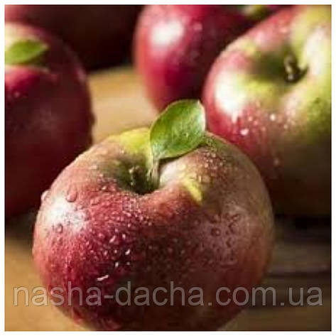 Яблуня Сочі-2 (осіння), фото 1
