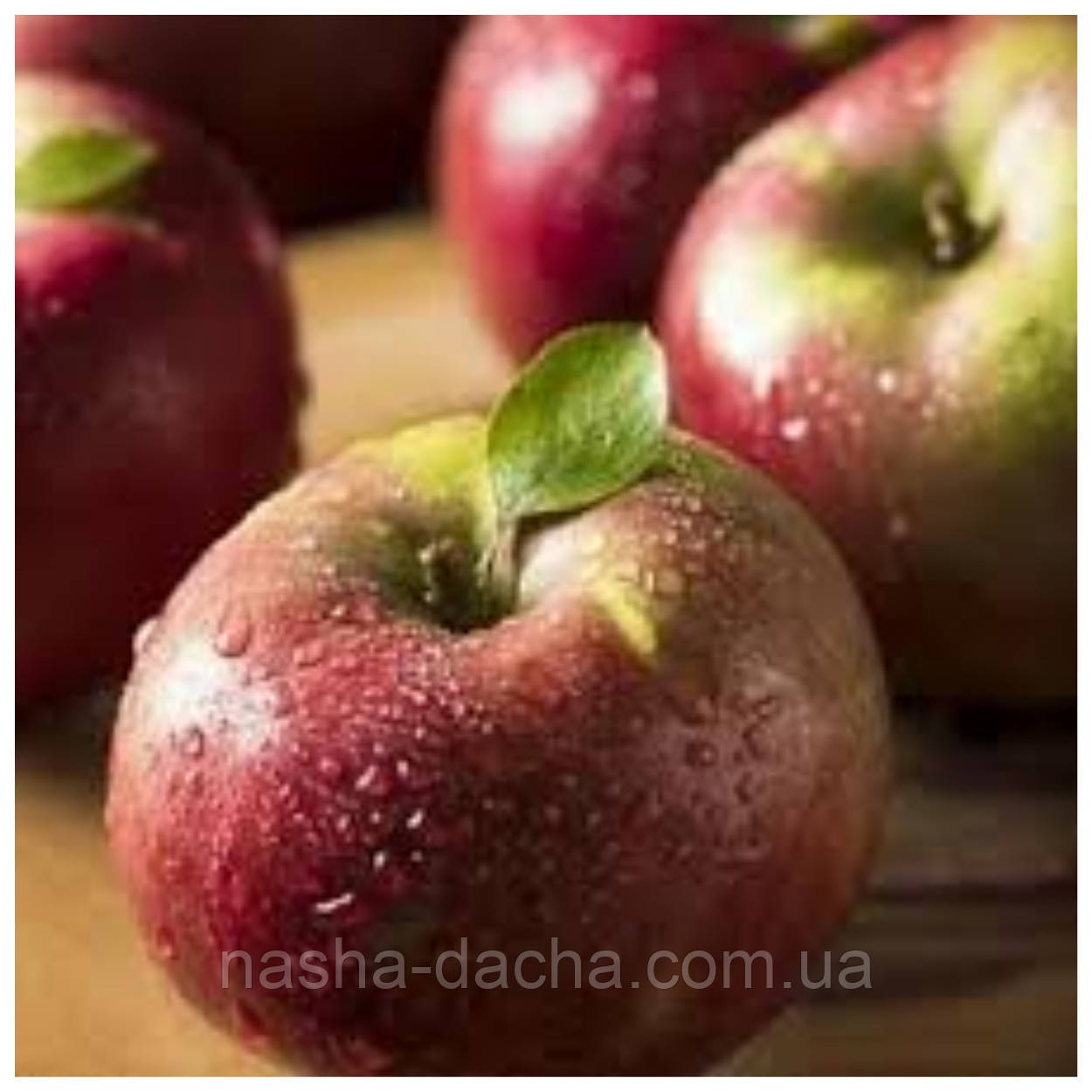 Яблуня Сочі-2 (осіння)