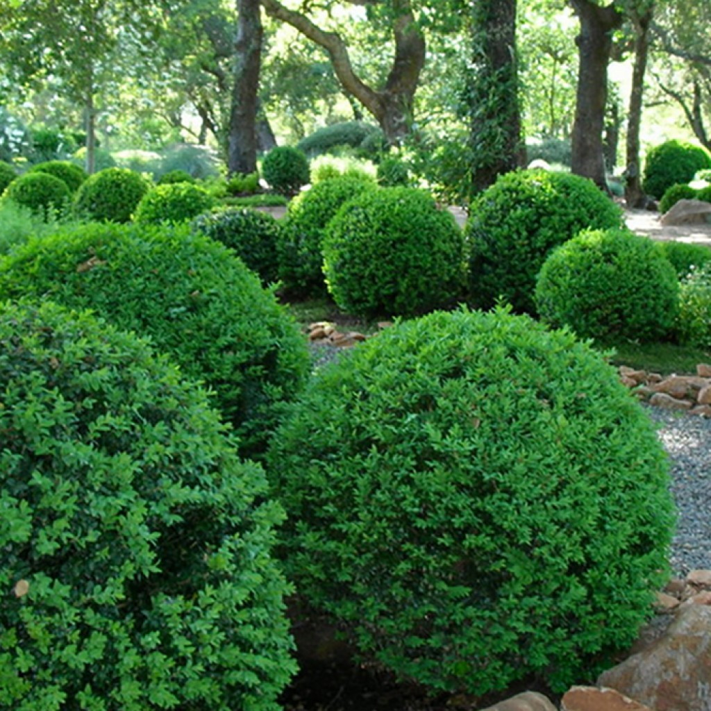 Саджанці Самшиту вічнозеленого (Buxus) Р9, фото 1