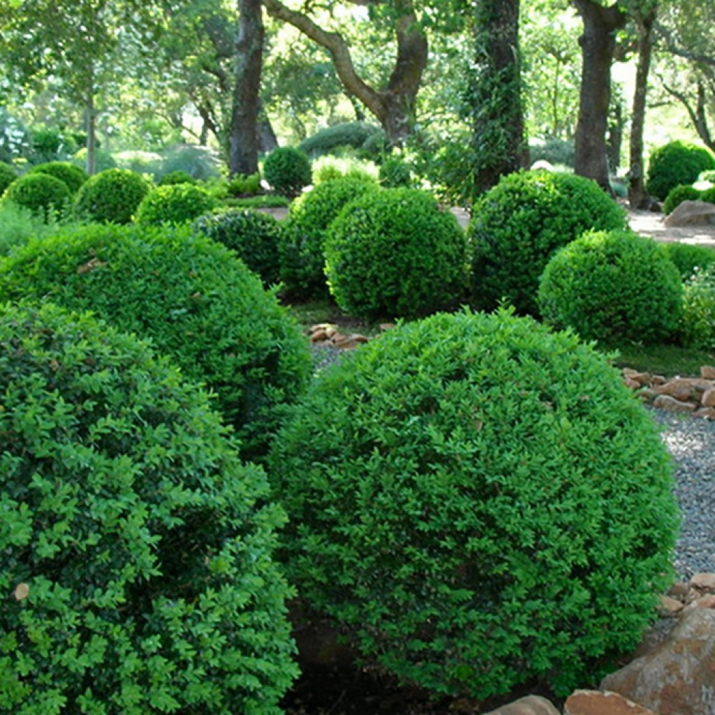 Саджанці Самшиту вічнозеленого (Buxus) Р9