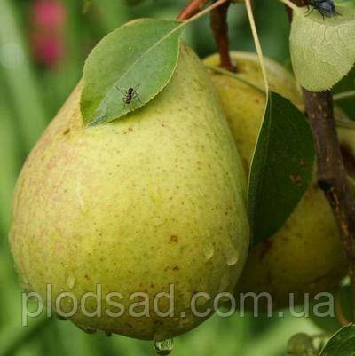 Груша Бере Люка