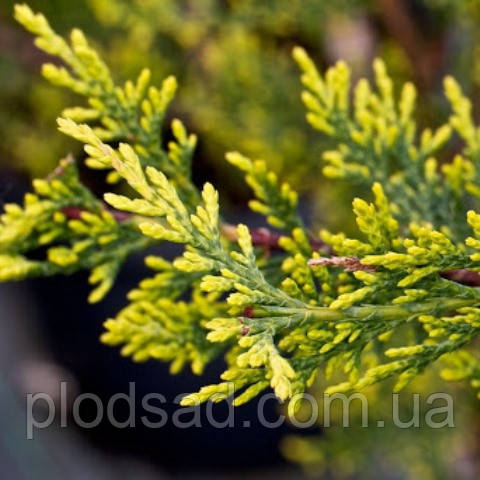 Купресоципарис Лейланда Castlewellan Gold