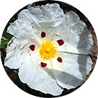Зображення квітки крапель Баха Rock Rose (Солнцесвет) Зображення Rock Rose Remedy