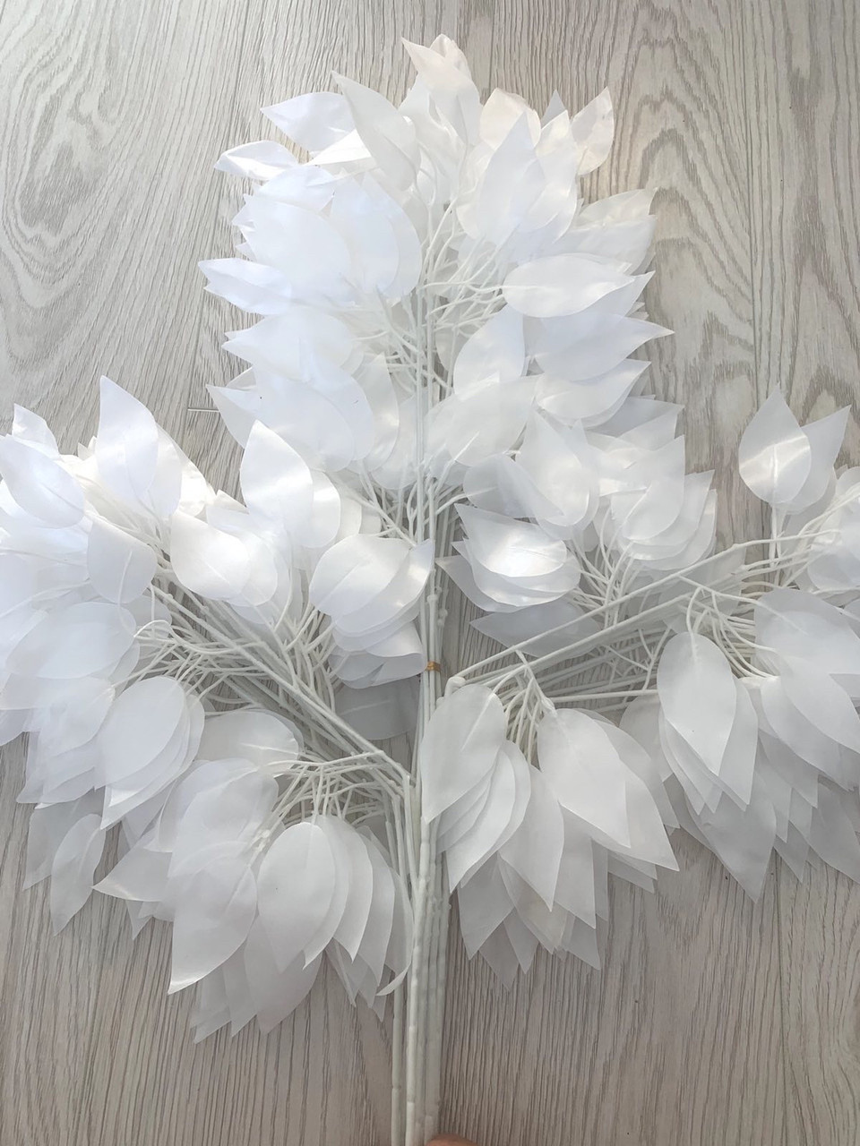 Аркуш фікуса Бенджаміна (білий 50 см)., фото 1