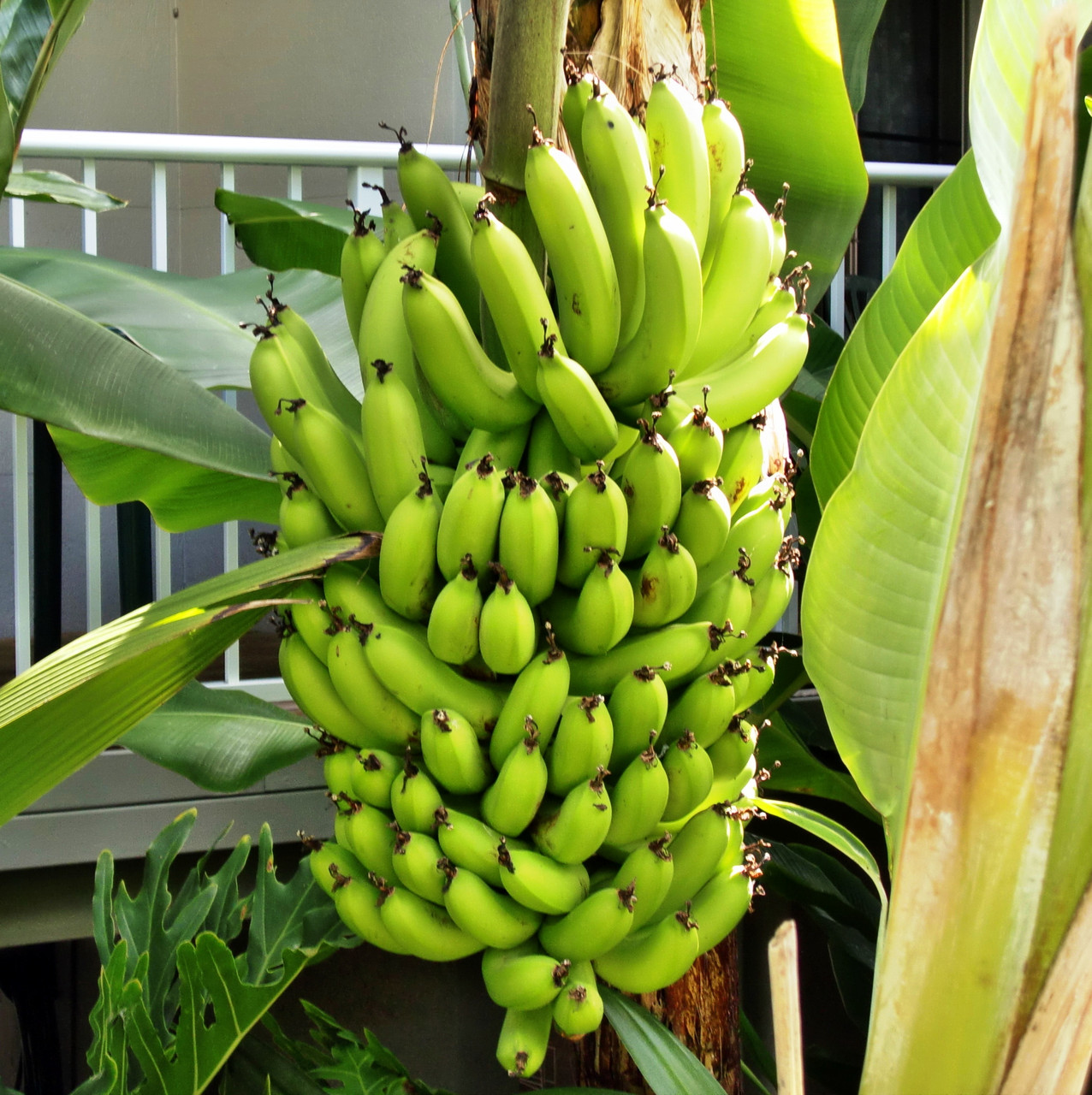 Саджанці Банана Кавендіш (Dwarf Cavendish) - солодкий, невибагливий, скороплідний