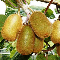 Саджанці Ківі Бемоль (2-річний)  - самозапильний, невибагливий, морозостійкий