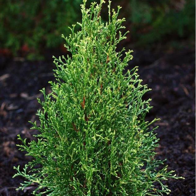 Саджанці Туї західної Смарагд Вайт, 3-х річна (Thuja occidentalis Smaragd White) С2