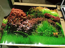 Фон акваріумний з рослинами 8007