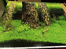 Тло акваріумне підводне ліс 9086
