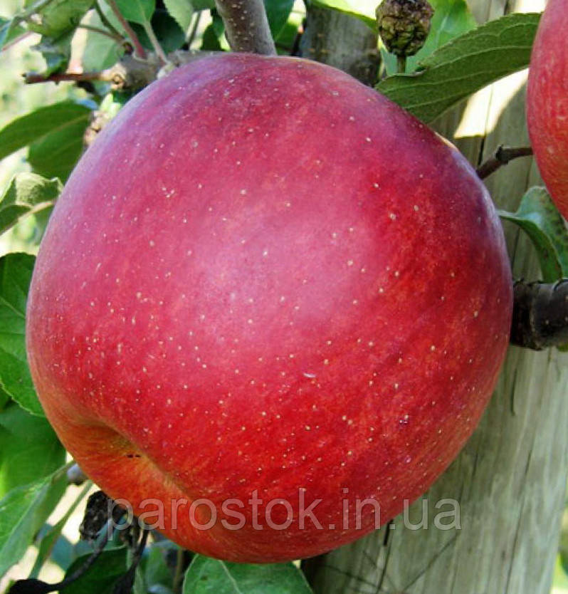 Яблуня Кіку Фубракс. (М.9). (в). Зимовий сорт