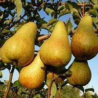 Груша Давід