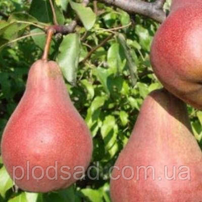 Груша Левен