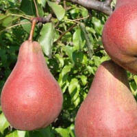 Груша Левен