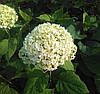 Гортензія деревоподібна Аннабель / Р14 / Hydrangea Annabelle, фото 8