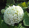 Гортензія деревоподібна Аннабель / Р14 / Hydrangea Annabelle, фото 10