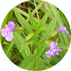 Зображення квітки крапель Баха Mimulus (Мімоза, Губастік) Зображення Mimulus Remedy