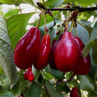 Кизил піонером