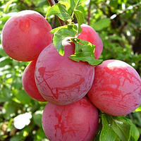 Слива колоноподібна Персиколиста