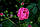 Саджанці троянд Анжела (Angela), фото 3