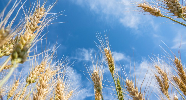 Манера одеська, озима пшениця СГІНЦНС