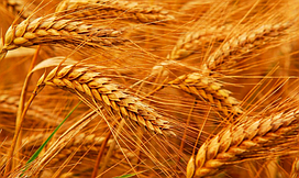 Перспектива одеська, озима пшениця СГІНЦНС