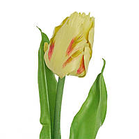 Тюльпан 1,6 м. Ростової квітка жовтий