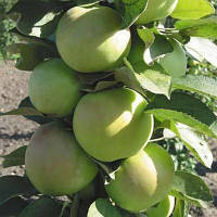 Яблуня колоноподібна Піонер