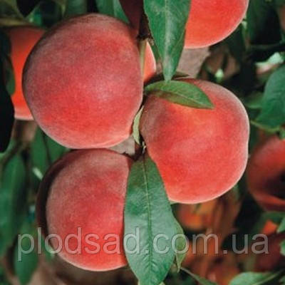 Персик Аліросада