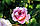 Саджанці троянд Джеймс Гелвей (James Galway, Джеймс Гелвей), фото 4