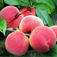 Персик Елоу Піч