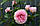 Саджанці троянд Джеймс Гелвей (James Galway, Джеймс Гелвей), фото 7