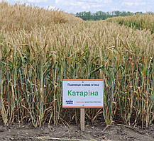 Насіння озимої пшениці Катаріна