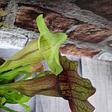 Гіркувальна рослина Mondern (хищник) 2, фото 2