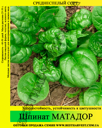 Насіння шпинату «Матадор» 10 кг (мішок), фото 1