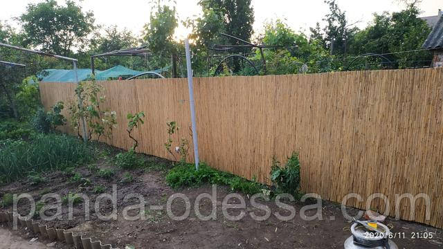 Камышовый забор