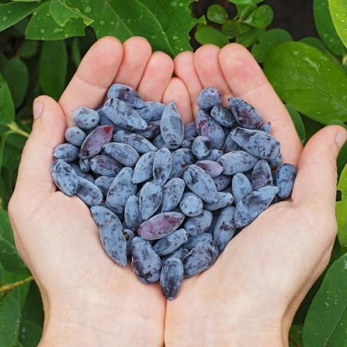 Жимолость Лакомка-садженець, фото 1