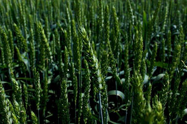 Пшениця озима Кубус 1 реп. Оригінатор: КВС Лохов ГмбХ(KWS Lochow GmbH), Німеччина