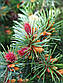 Саджанці ялиці Псевдотсуга Мензіса (Pseudotsuga Menziesii), фото 3