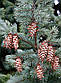 Саджанці ялиці Псевдотсуга Мензіса (Pseudotsuga Menziesii), фото 4