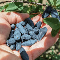 Жимолость Синя Птах саджанець