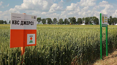 Насіння пшениці озимої КВС ДЖЕРСІ п. 130 ц/га КВС Лохов ГмбХ, Німеччина