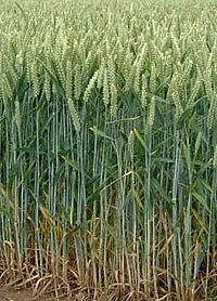 Насіння озимой пшениці Колоніа Оригінатор:Лімагрейн, 1 реп., фото 1