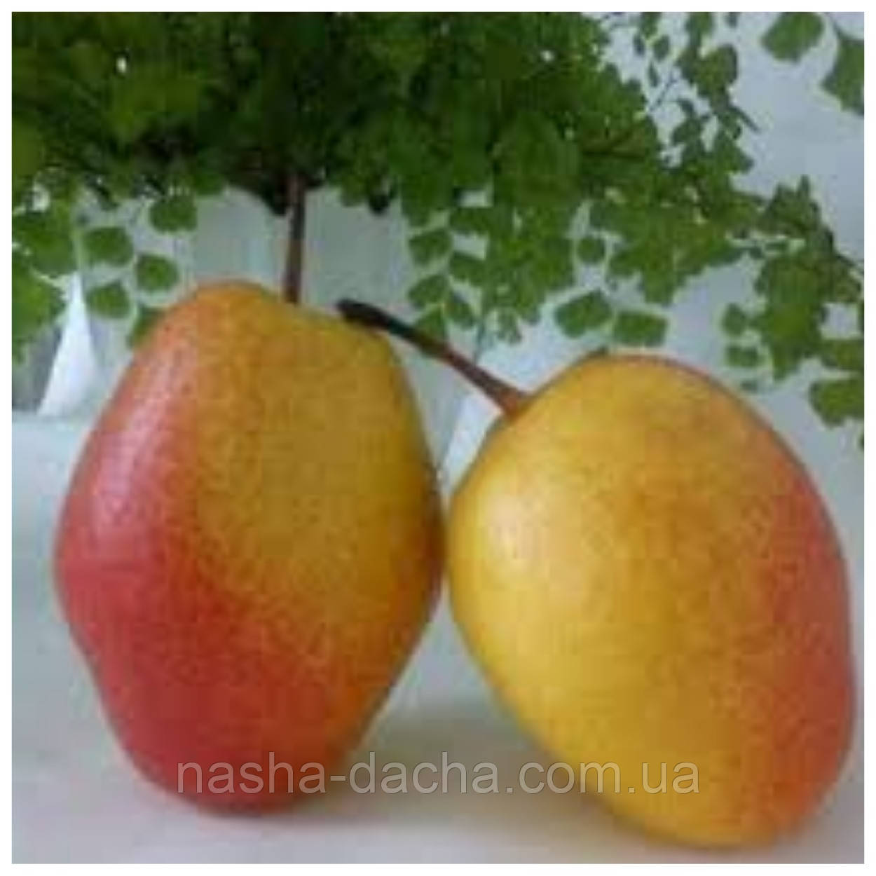 Груша Китайський Ліхтарик (пізня)