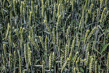 Насіння озимої пшениці Мескаль 1 - реп, Оригінатор: «Нікерсон Інтернешнл Рісьорч СНР, Лімагрейн Юроп»